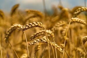 trigo Picos se inclina a lado de el viento en verano campo. de cerca foto