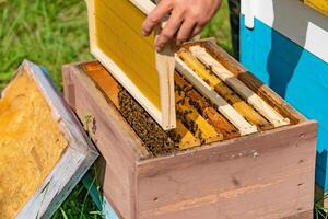 man's hand inserts a frame with honeycomb into the hive in the garden at day photo