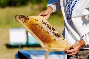 hands of man shows a wooden frame with honeycombs on the background of green grass in the garden photo