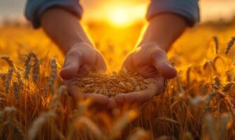 AI generated Young farmers hand are spreading wheat on fields. A person standing in a wheat field holds grain in their hands. photo