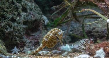 Seahorse camouflaged among aquatic plants and rocks in a serene underwater scene. photo