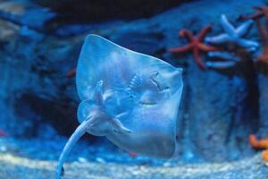 Underwater scene with a translucent blue stingray swimming near vibrant red coral. photo