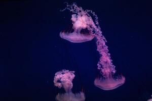 agraciado Medusa nadando con tentáculos arrastrando en un profundo azul submarino escena iluminado por suave rosado y púrpura Encendiendo. foto