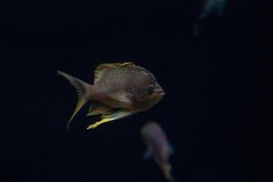 Tropical fish swimming in dark waters with a subtle light highlighting its features, suitable for aquatic themes. photo