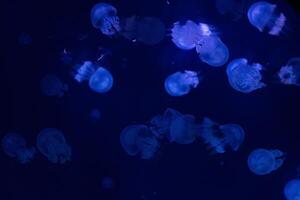 Abstract underwater scene with glowing jellyfish floating against a dark blue background. photo