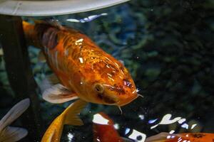 Single koi fish swimming in clear pond water with visible pebbles on the bottom. photo