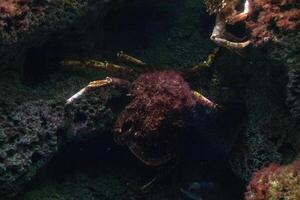 Underwater scene with a crab camouflaged among rocks and coral, showcasing marine life and natural habitat. photo