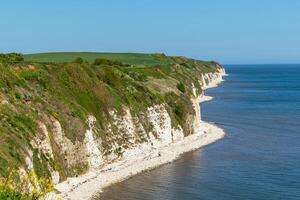 Scenic view of white chalk cliffs with lush greenery atop, beside a calm blue sea under a clear sky in Flamborough, England. photo
