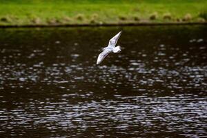 a bird flying over a body of water photo