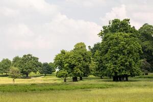 a field with a horse and a few trees photo