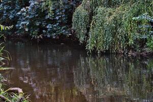 Tranquil pond with lush green foliage reflecting on water surface, serene nature scene. photo