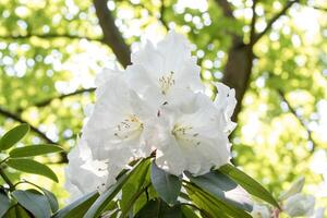 blanco rododendro flores en el jardín foto