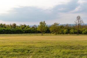 Serene landscape with a solitary tree in a lush field, flanked by a line of trees under a soft cloudy sky. photo