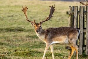 Fallow deer with impressive antlers standing by a wooden fence in a grassy field. photo