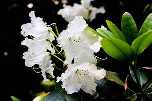 a white flower with green leaves photo