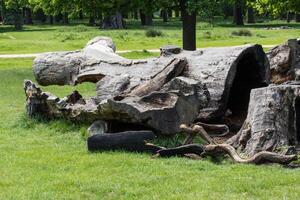 a large tree trunk photo