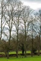 Bare trees in a park with green grass and cloudy sky. photo