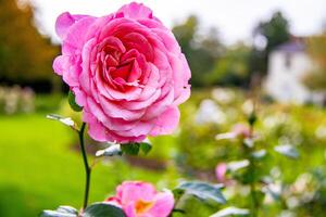 Vibrant pink rose in bloom with soft-focus garden background. photo