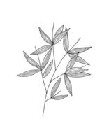 Bamboo leaves branch simple linear style vector outline illustration, traditional japanese plant, oriental decorative ornament for design, greeting card, template, banner, zen concept