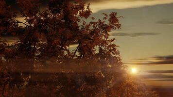 golden Linse Fackel leuchtenden, mit schließen oben Baum, Sonnenuntergang Moment video