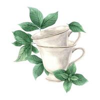 Watercolor set of mugs with fragrant mint. Illustration is hand drawn, suitable for menu design, packaging, poster, website, textile, invitation, brochure, textile. vector