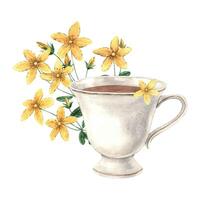 Vintage watercolor cup with flowers hypericum. The illustration is hand drawn on an isolated background. Drawing for menu design, packaging, poster, website, textile, invitations. vector