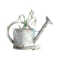 Watercolor floral arrangement with rusty watering can and spring snowdrops. Hand drawn illustrations on isolated background for greeting cards, invitations, happy holidays, posters, print, label vector