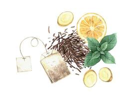 Watercolor tea composition of dry tea, mint, tea bag, ginger and lemon wedge. Illustration hand drawn on isolated background, suitable for menu design, packaging, poster, website, textile, invitation vector