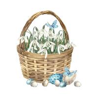 Watercolor Easter composition with wicker basket, snowdrops and eggs. Hand drawn illustrations on isolated background for greeting cards, invitations, happy holidays, posters, design, print, package vector