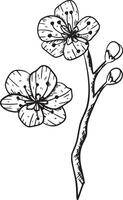 ink vector isolated outline sakura flower. Beautiful spring blossom