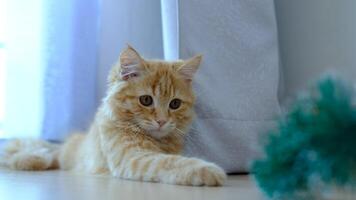 a laranja gatinho é praticando dele Caçando Habilidades com uma brinquedo. video