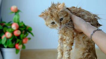 Frau Hand geben ein trocken Bad zu ein Orange Katze im das Haus. video