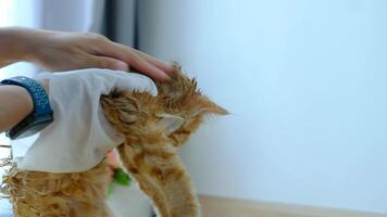vrouw hand- geven een droog bad naar een oranje kat in de huis. video