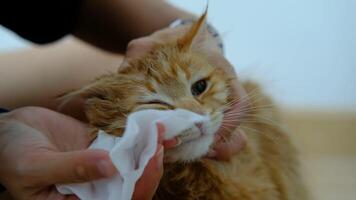 Woman's hand giving a dry bath to an orange cat in the house. video