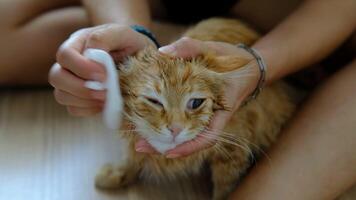 mujer mano dando un seco bañera a un naranja gato en el casa. video