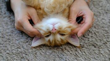 Female hands playing with an orange kitten video