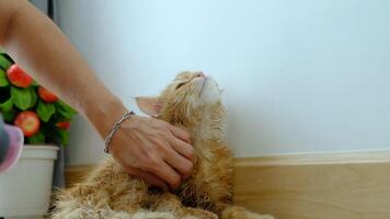 Woman's hand giving a dry bath to an orange cat in the house. video