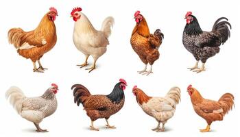 AI generated Set of laying hens isolated on white background photo