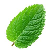 AI generated A leaf of mint isolated on transparent background, png