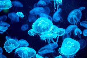 jellyfish glowing blue on a dark blue background photo