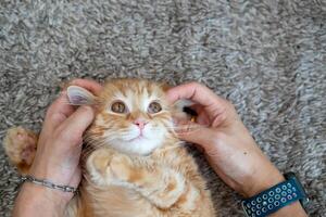 Female hands playing with an orange kitten photo