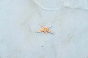 estrella de mar a el playa, claro agua foto