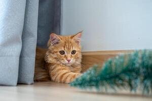 An orange kitten is practicing his hunting skills with a toy. photo