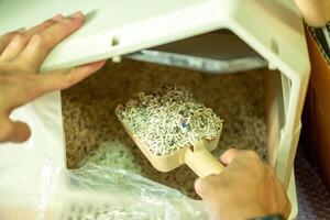 A woman's hand scoops up cat urine in the cat litter box. photo