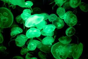 jellyfish glowing green on a black background photo