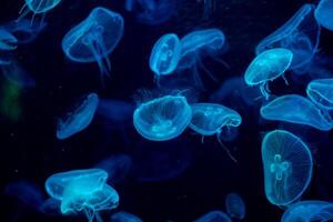 jellyfish glowing blue on a dark blue background photo