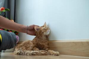 Woman's hand giving a dry bath to an orange cat in the house. photo