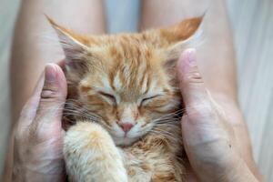 Female hands playing with an orange kitten photo