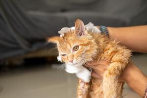 Woman's hand giving a dry bath to an orange cat in the house. photo