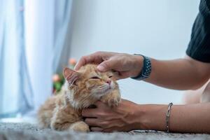 Female hands playing with an orange kitten photo